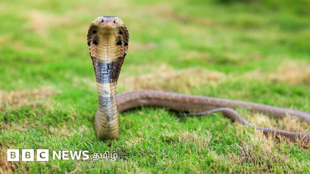 பாம்பை கொன்று வீடியோ வெளியிட்டவர் கைது: பாம்புகளை கொன்றால் சிறை தண்டனையா?
