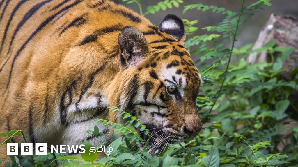 காணாமல்போகும் காட்டுயிர்: இந்தியாவில் 10 ஆண்டுகளில் 984 புலிகள் பலி - காரணம் என்ன?