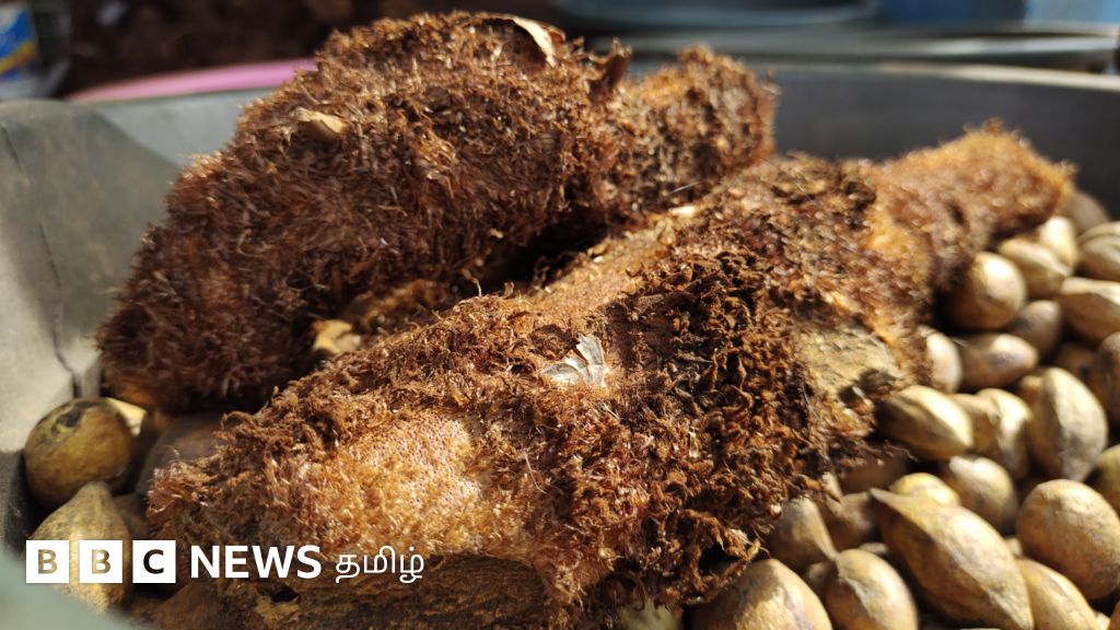 மூட்டு வலிகளை போக்கும் அரிய வகை மூலிகைக்காக கொல்லி மலைக்கு படையெடுக்கும் மக்கள்