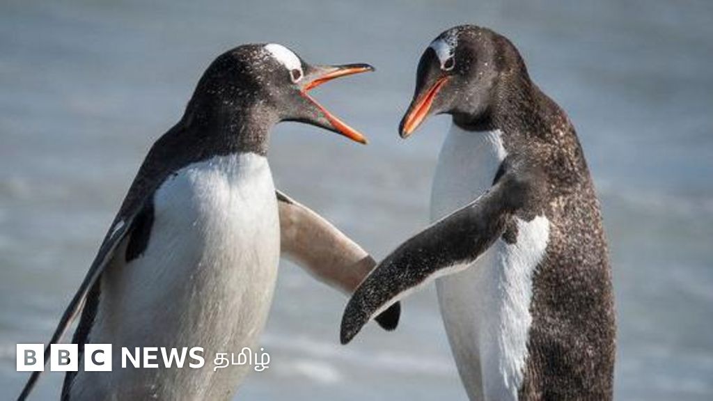 பென்குயின்கள், சீல்கள்  மட்டும் வாழும் தீவுகளுக்கு இதற்காகத்தான் வரி விதிக்கப்பட்டது – விளக்கும் அமெரிக்கா