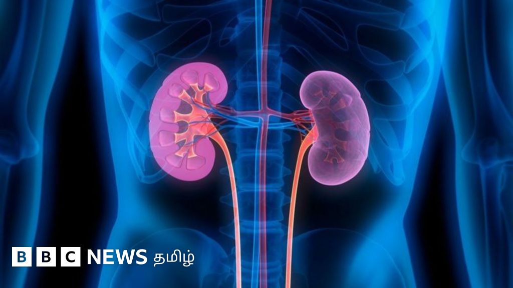 இந்தியாவில் 7 பேரில் ஒருவருக்கு சிறுநீரக நோய்: அறிகுறிகள் என்ன? எப்படி தவிர்ப்பது?