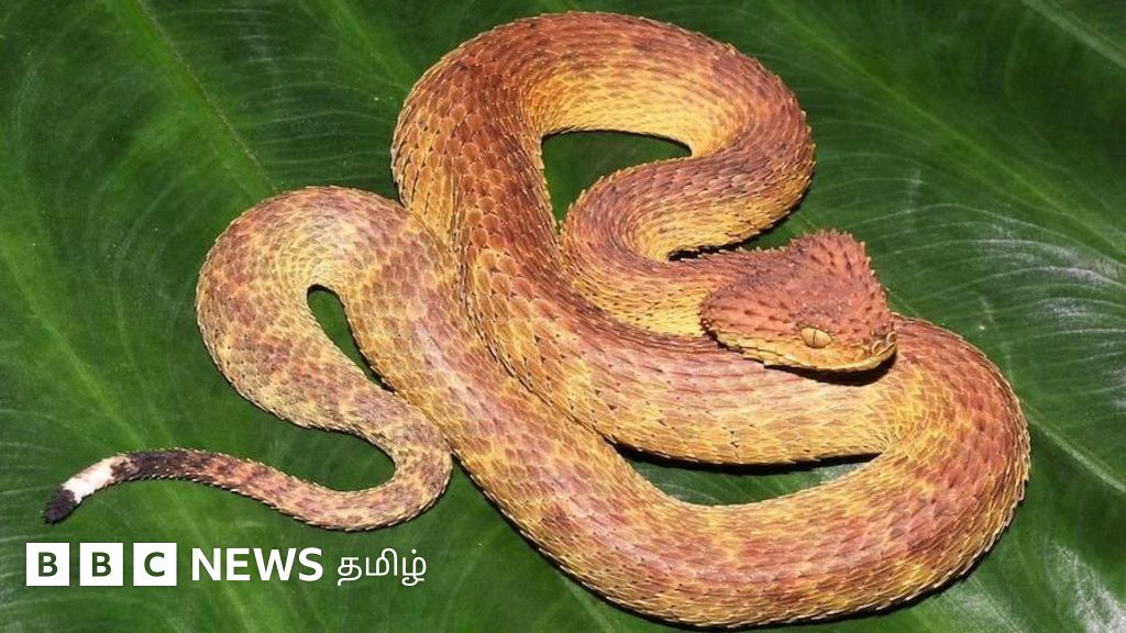 தந்திரமான விஷப் பாம்பு, ஊசித் தும்பி, 4 செ.மீ குட்டித் தவளை - வியப்பூட்டும் காங்கோ படுகை விலங்குகள்