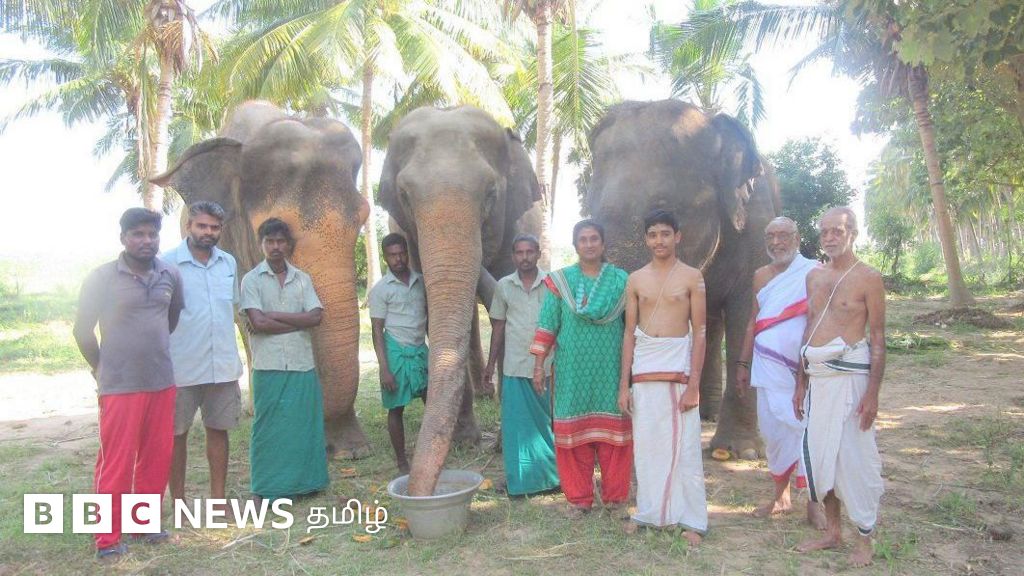 சங்கர மடத்துக்கு சொந்தமான பெண் யானைகள்:  திரும்ப ஒப்படைக்க வனத்துறை எதிர்ப்பது ஏன்?