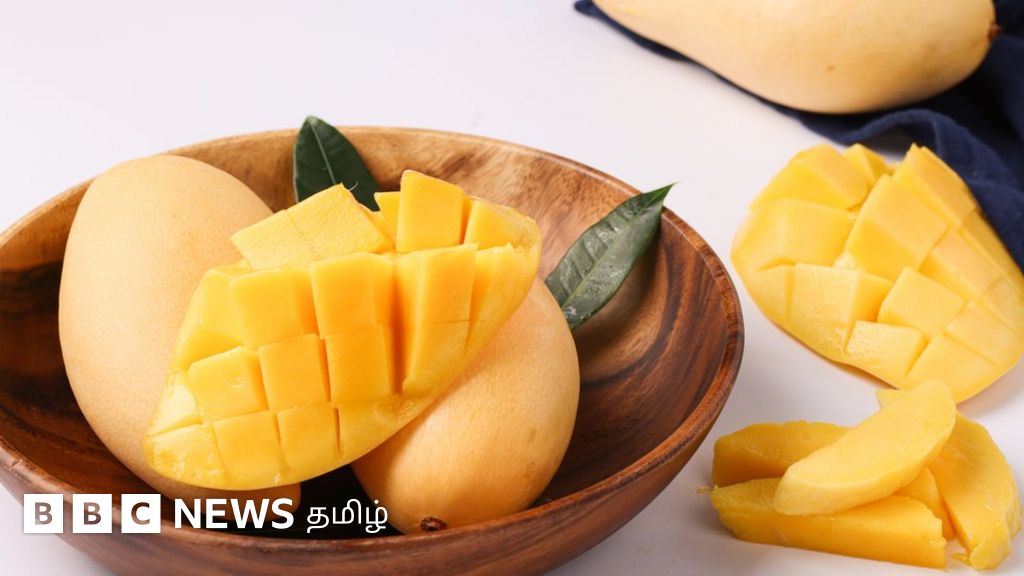 புத்தர் முதல் காமசூத்ரா வரை: இந்தியர்களோடு இணைந்த மாம்பழத்தின் கதை