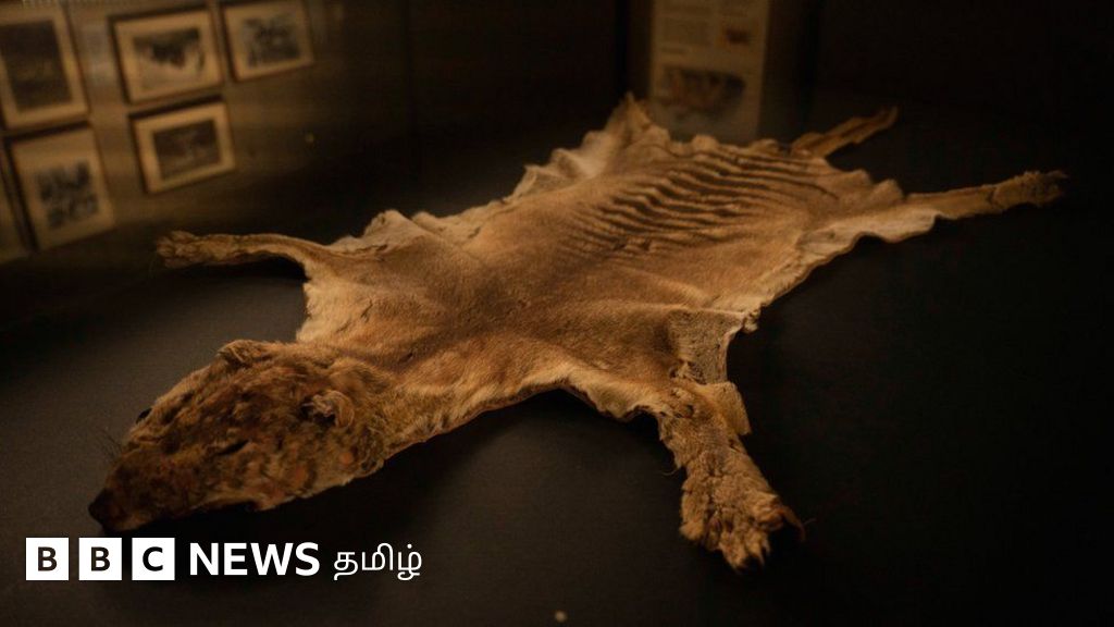 டாஸ்மேனிய புலியின் தொலைந்த எச்சங்கள் கண்டுபிடிப்பு: 85 ஆண்டுகால மர்மம் விலகியது