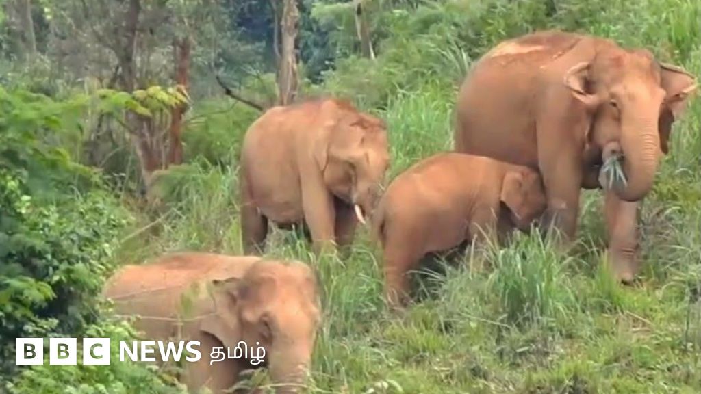 'வீட்டு வாசலுக்கு வந்த 10 யானைகள்' - வேலைக்குக் கூட வெளியே வர முடியாத நிலையில் கூடலூர் மக்கள் 