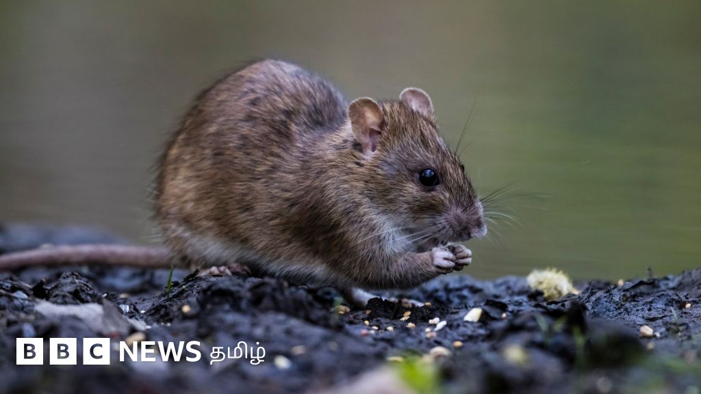 எலிகளால் தொல்லையை சந்திக்கும் சென்னை; தீர்வு என்ன?