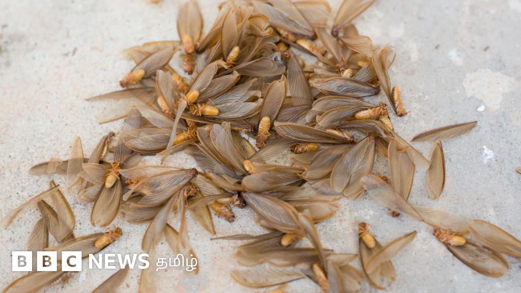 மழை காலத்தில் வரும் ஈசலின் ஆயுள் ஒரு நாள் மட்டும்தானா? அதை சாப்பிடலாமா? 