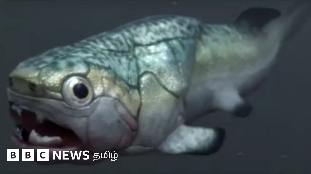 அறிவியல் அதிசயம்: 38 கோடி ஆண்டுகளுக்கு முன் வாழ்ந்த மீனின் இதயம் கண்டுபிடிப்பு