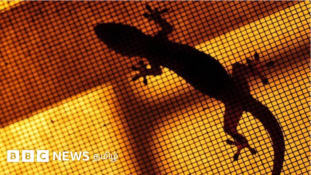 உலக வாழ்விடம் நாள்: பல்லிகள் இல்லையென்றால் மனிதர்களின் நிலை என்னவாகும்?