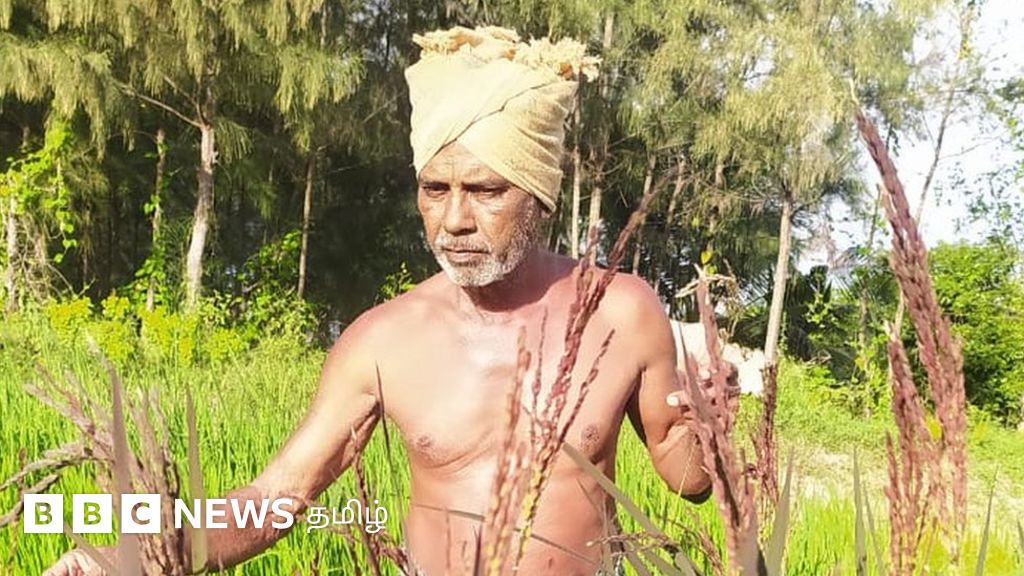 விவசாயிகள் பயிர்க் காப்பீடு செய்வது எப்படி?