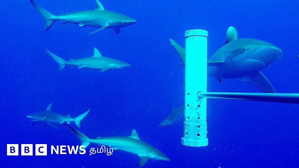 கடலடி மலைகள் சுறாக்களை ஈர்ப்பதன் மர்மம் என்ன?