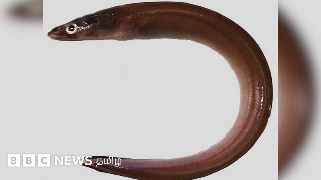 தூத்துக்குடியில் கண்டுபிடிக்கப்பட்ட புதிய விலாங்கு மீனுக்கு 'தமிழிகம்' என பெயர் சூட்டியது ஏன்?