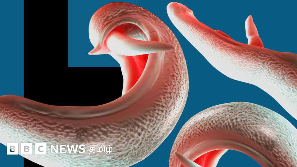 பிறப்புறுப்பை ஆக்கிரமிக்கும் ஒட்டுண்ணியால் 