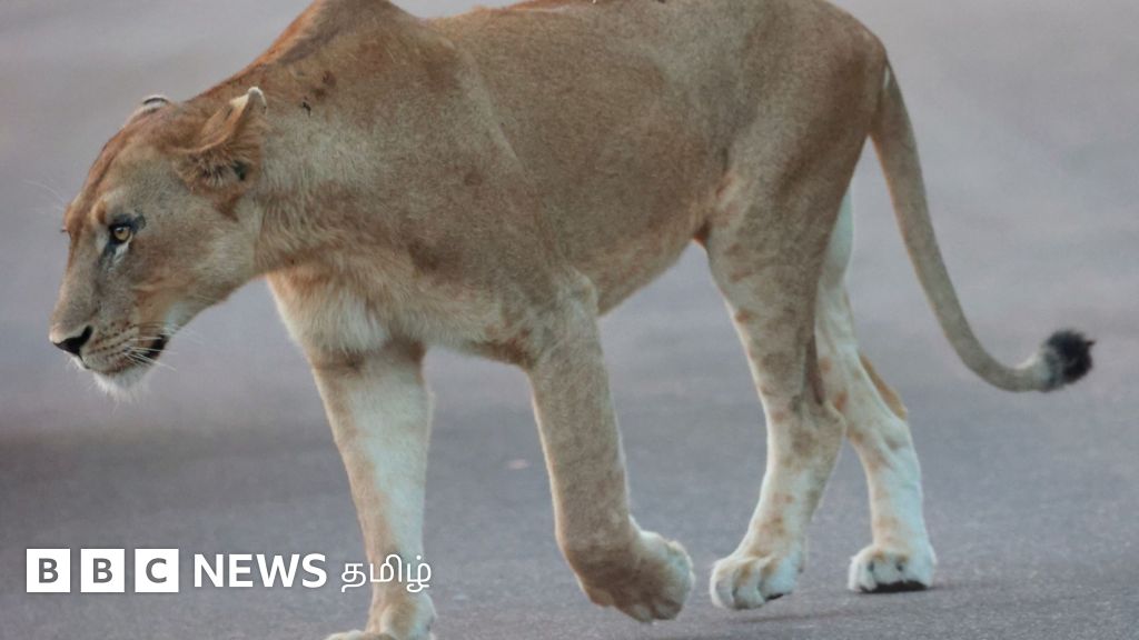 சுவரேறி குதித்து சாலையில் பாய்ந்த வளர்ப்பு சிங்கம் - தாக்குதலில் 3 பேர் காயம்