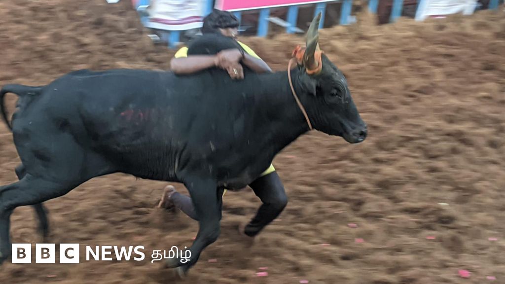 அலங்காநல்லூர் ஜல்லிக்கட்டு போட்டியில் முன்னாள் அமைச்சர் விஜயபாஸ்கரின் காளைகள் வெற்றி