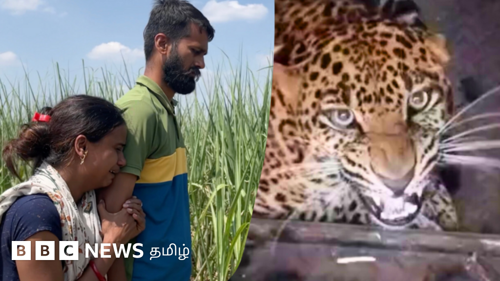 கரும்பு வயலில் பிறந்து காட்டை பார்த்திராத சிறுத்தைகளால் இவர்களுக்கு என்ன அச்சுறுத்தல்? பிபிசி கள ஆய்வு