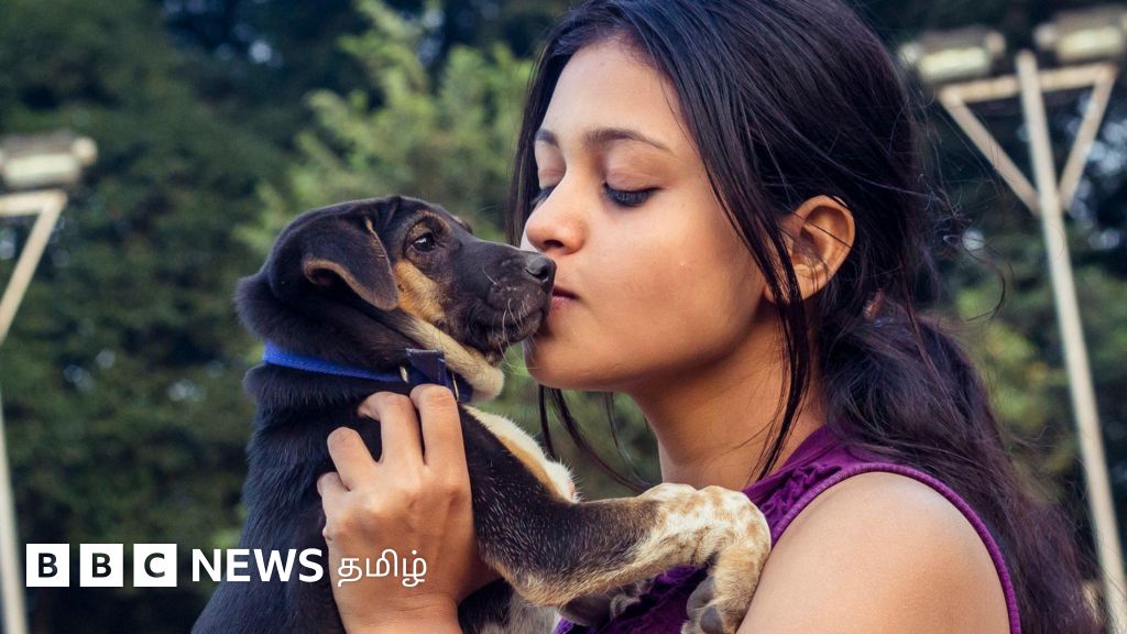 வீட்டில் நாய் வளர்ப்பவர்கள் முக்கியமாக பின்பற்ற வேண்டிய விதிமுறைகள் என்ன?