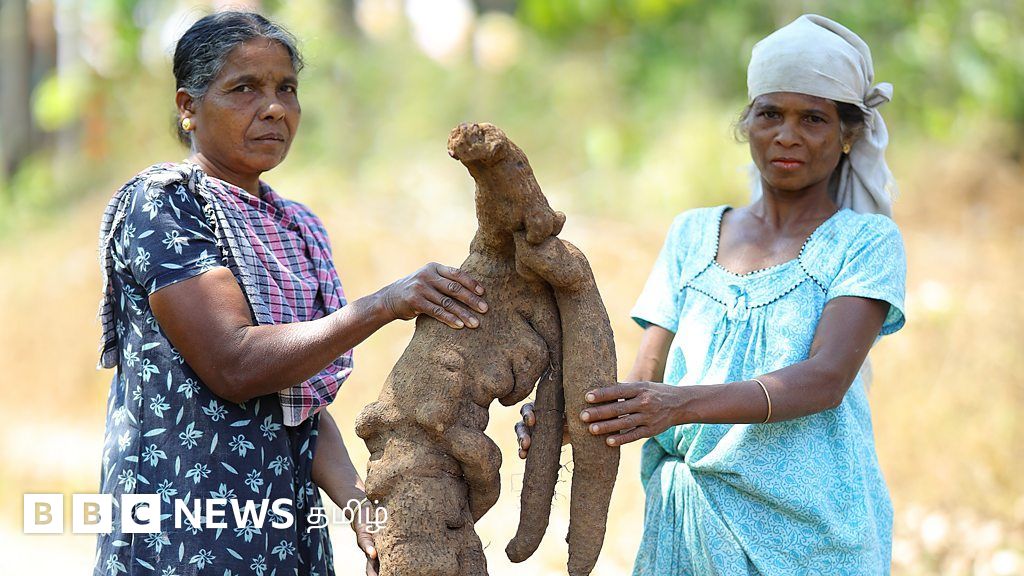 இந்த மிகப்பெரிய மரவள்ளிக் கிழங்கை காப்பாற்ற பழங்குடி பெண்கள் போராடுவது ஏன்?