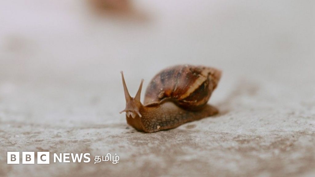 'அழிக்கவே முடியாத ஆப்பிரிக்க நத்தைகள்': அச்சுறுத்தலாக மாறும் இவற்றைக் கட்டுப்படுத்துவது எப்படி?