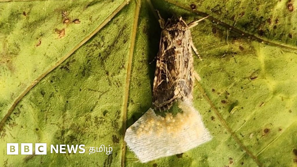 தாவரங்களின் ரகசிய ஒலிக்கு பதில் தரும் விலங்குகள் - ஆய்வில் புதிய தகவல் 