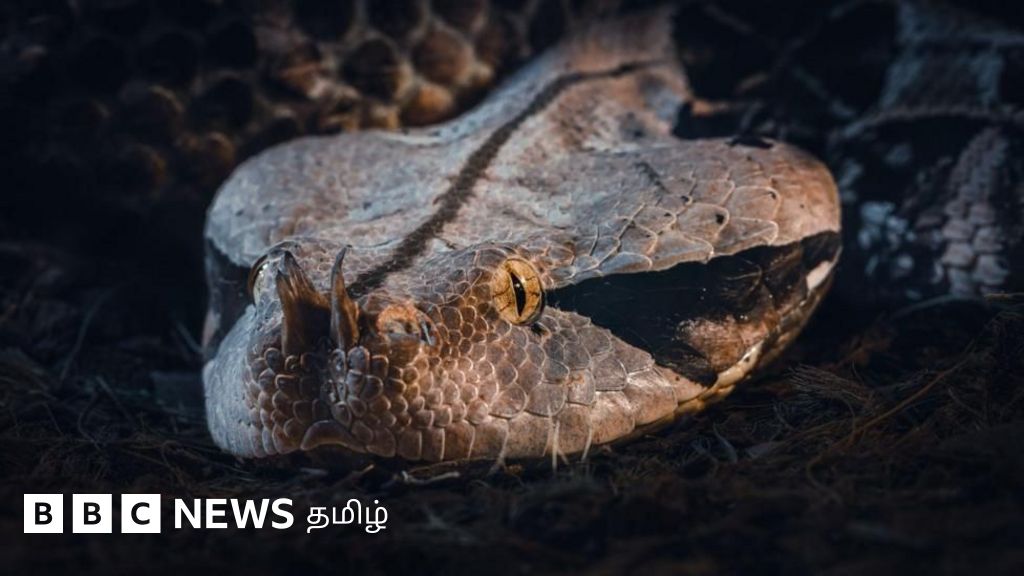 இந்தியா: 4.7 கோடி ஆண்டுகள் முன் வாழ்ந்த பிரமாண்ட 'வாசுகி பாம்பு' - எங்கே? எப்படி கண்டுபிடிக்கப்பட்டது?