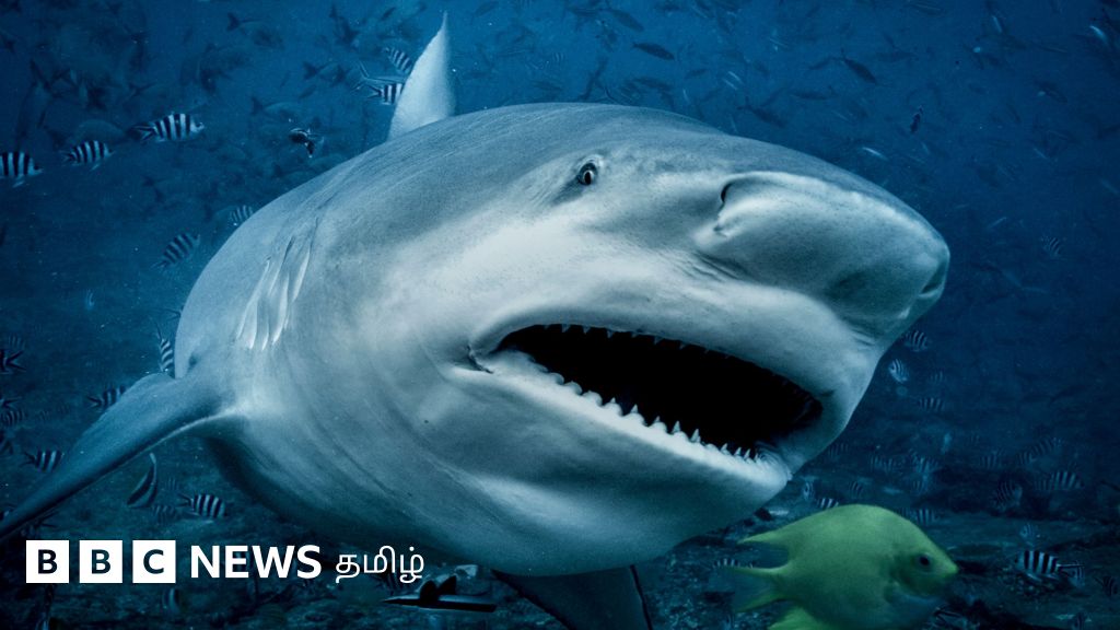 சுறா தாக்குதல்: நண்பர்கள் 'தீரத்தால்' உயிர் தப்பிய சிறுவன் – துணிச்சலான மீட்பு எப்படி நடந்தது?