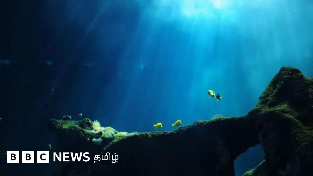 கருமையானதாக மாறும் கடல்கள் - நம்மை எவ்வாறு நேரடியாக பாதிக்கும் தெரியுமா?