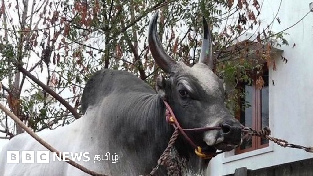 ஜல்லிக்கட்டில் 'கெட்டவன்' - அதிரடிக்கு பெயர் பெற்ற மதுரை காளை