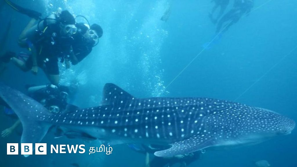 சென்னை அருகே கூட்டம் கூட்டமாக உலா வரும் திமிங்கலச் சுறா- நெருங்கிச் செல்வது ஆபத்தா?