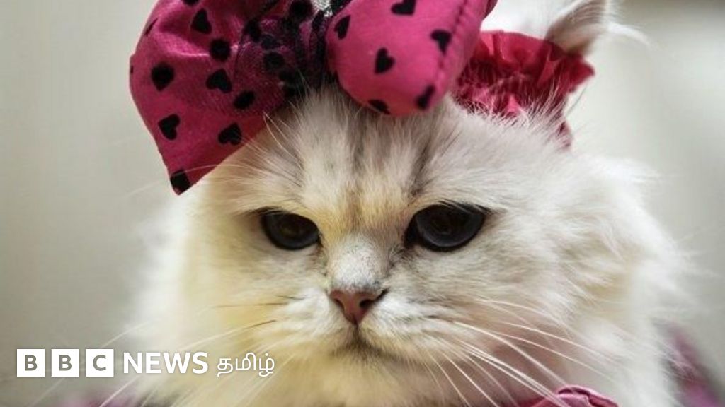 பூனைகள் உணவை சோதித்த பின்பே உண்ணுமா? அதிகம் அறியாத 7 சுவாரஸ்ய தகவல்கள்