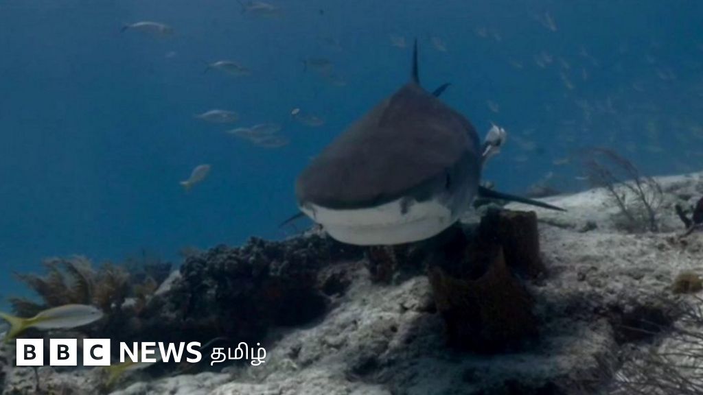 “அந்த டைகர் சூறாவே வந்து வாயைத் திறந்துகாட்டத் தொடங்கியது” சுறாக்களோடு பழகிவரும் ஜிம்