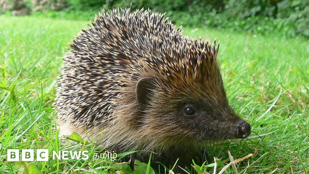 முள்ளெலியின் தோலில் உருவாகும் ஆன்டிபயாடிக் எதிர்ப்பு பாக்டீரியா – ஒரு புதிய தொற்றுப் பரவலின் தொடக்கமா?