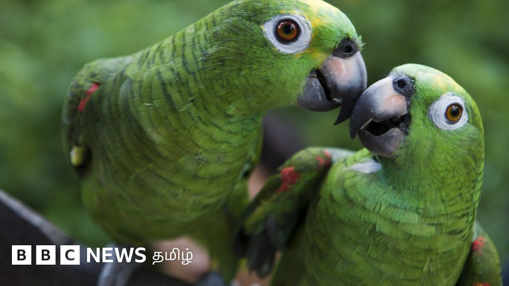 அமேசான் மழைக்காடுகள்: ஒட்டுமொத்த மரங்களும் அழிந்துபோகும் ஆபத்து - ஆய்வு சொல்லும் அதிர்ச்சி முடிவுகள்