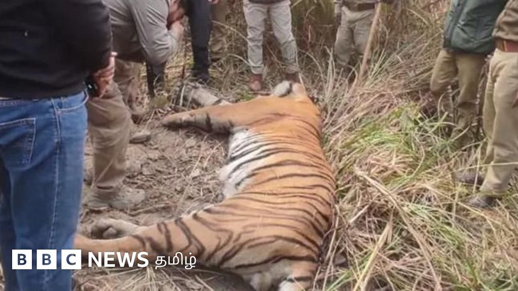 உத்தர பிரதேசத்தில் 2 வயது பெண் புலியை அடித்தே கொன்ற கிராம மக்கள் - என்ன நடந்தது?