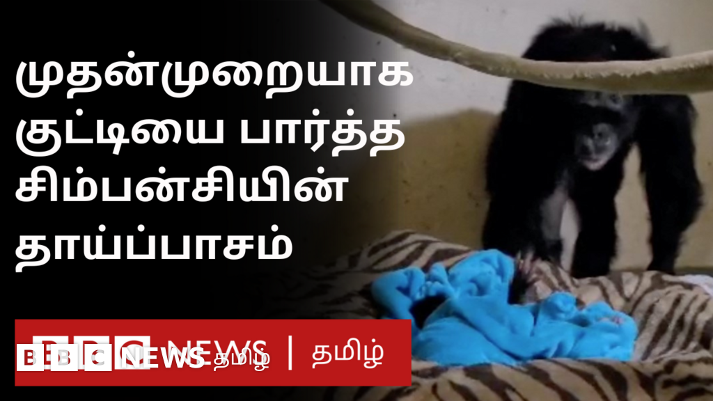 சிம்பன்சி தனது குட்டியை முதல்முறை பார்த்தபோது வெளிப்பட்ட தாய்ப்பாசம்