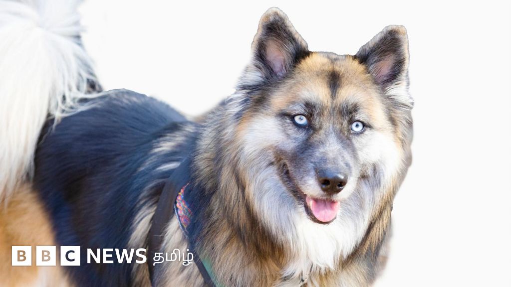 ரூ.50 கோடிக்கு வெளிநாட்டு நாய் வாங்கியதாக பதிவிட்ட நபரை தேடிச் சென்ற அமலாக்கத் துறை - இன்றைய முக்கிய செய்திகள்