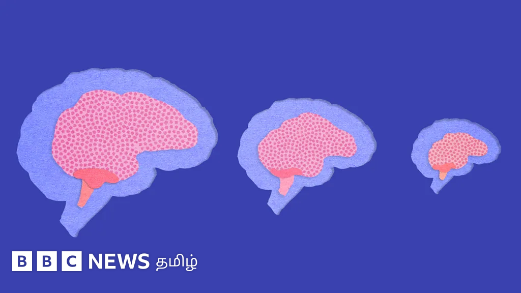 அளவில் சிறியதாகி வரும் மனித மூளை: பழங்கால மனித குழுக்களுடன் ஒப்பிட்டபோது கிடைத்த தகவல்