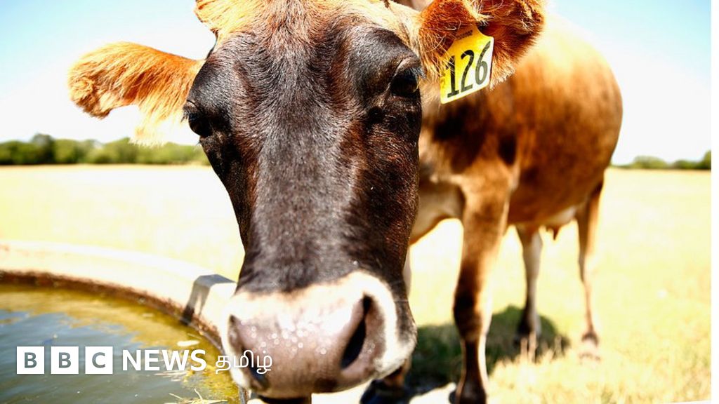 காலநிலை மாற்றம்: ஆடு, மாடுகள் ஏப்பம் விட்டால் வரி – நியூசிலாந்தின் புதிய திட்டம்