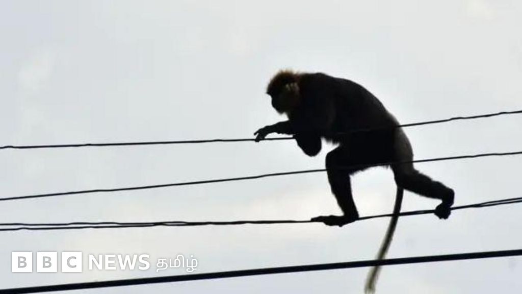 இலங்கையில் இன்று முதல் மின் தடை - மக்களை இருளில் தள்ளியதா குரங்கு? பின்னணி என்ன?