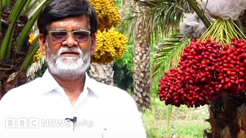 பேரீச்சை சாகுபடியில் அசத்தி வரும் தருமபுரி விவசாயி