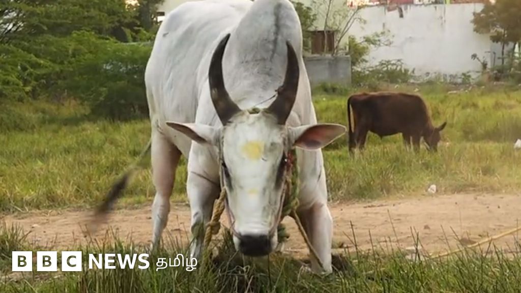 கொம்பு வச்ச சிங்கம்: எந்த ஜல்லிக்கட்டிலும் பிடிபடாத 'வெள்ளையன்'