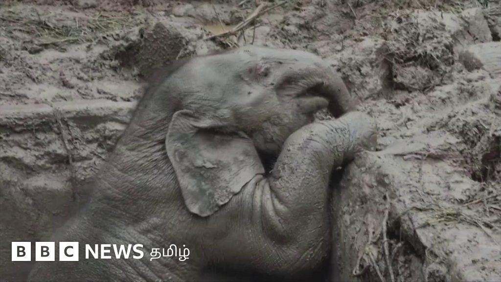 குழிக்குள் விழுந்த குட்டியானைக்காக தானும் விழுந்த தாய் யானை: நெகிழ வைக்கும் காட்சி
