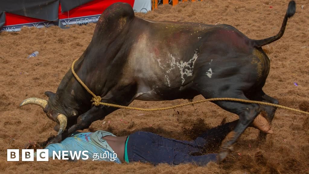 இளைஞர் கண்ணில் குத்திய மாடு, 14 வயது சிறுவன் பலி: ஜல்லிக்கட்டில் மரணங்கள் தொடர்வது ஏன்?