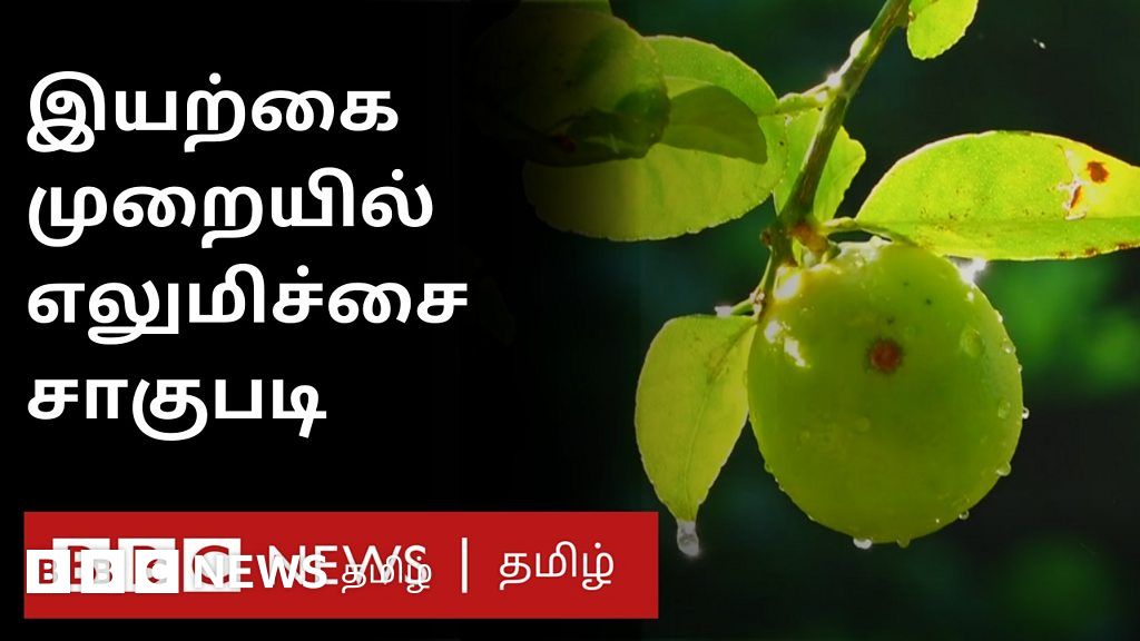 இயற்கை உரங்களைப் பயன்படுத்தி எலுமிச்சை சாகுபடி