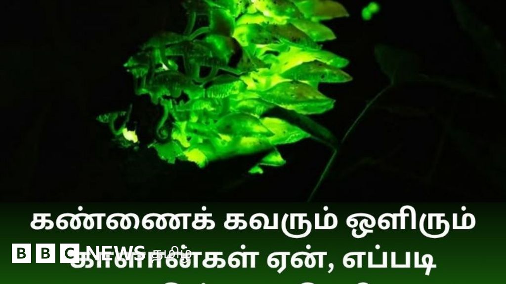 கண்ணைக் கவரும் ஒளிரும் காளான்: மேற்குத் தொடர்ச்சி மலையில் இயற்கை அதிசயம் 