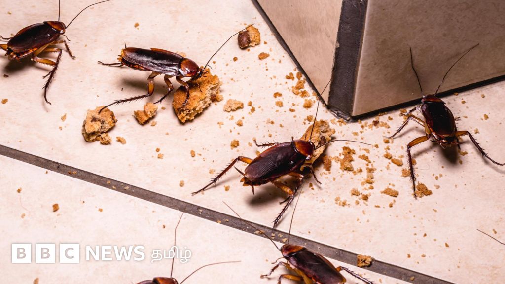 கரப்பான் பூச்சிகள் உங்கள் வீட்டுக்குள் வராமல் தடுக்க என்ன செய்ய வேண்டும்?