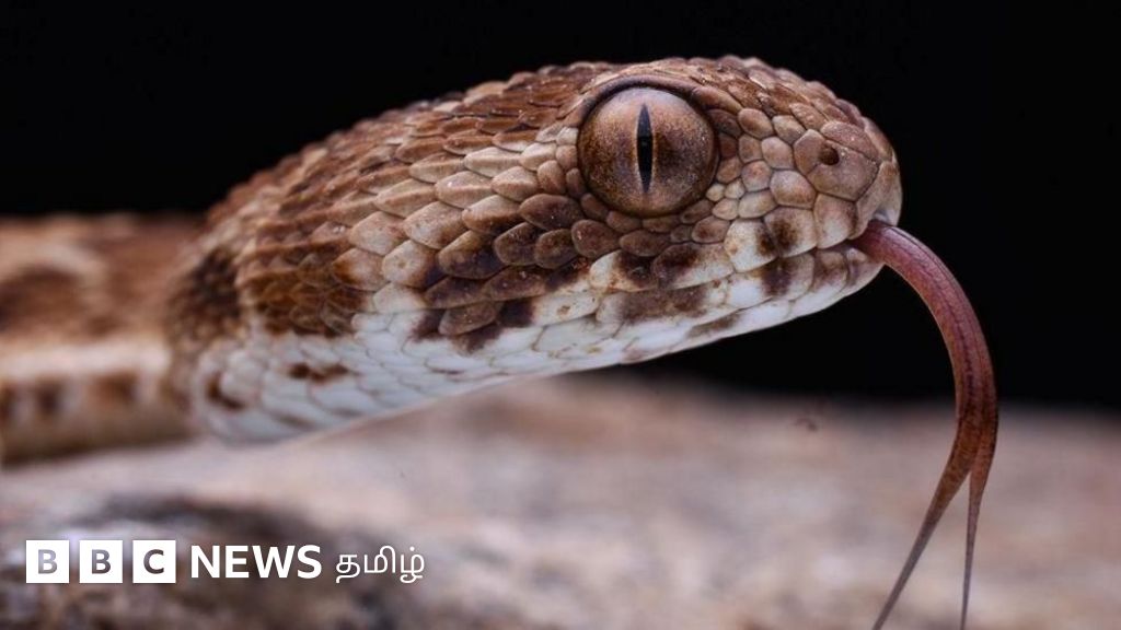 பாம்புகள் எந்த நேரத்தில் வீடுகளுக்குள் அதிகம் வருகின்றன? கோவையில் நடத்திய ஆய்வில் புதிய தகவல்