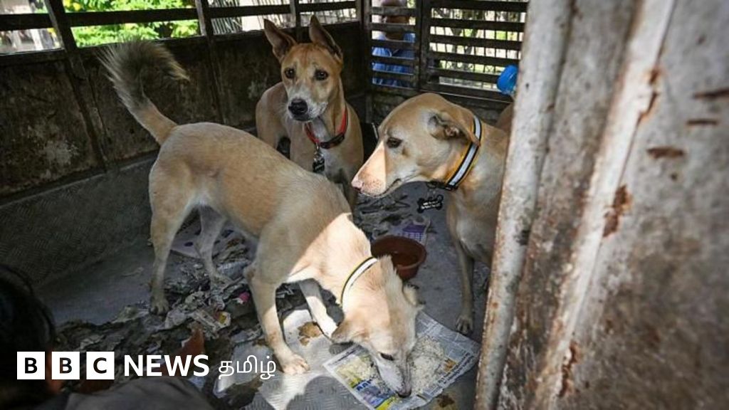 தெருநாய்கள் குறித்த உச்ச நீதிமன்ற உத்தரவு - எவ்வாறு அமல்படுத்தப்படும்?