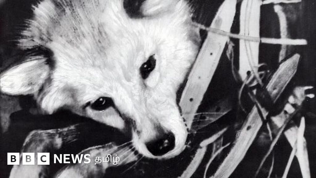 மனிதனுக்கு முன்பே விண்வெளிக்குச் சென்ற 'லைக்கா'  நாய் எவ்வாறு இறந்தது?